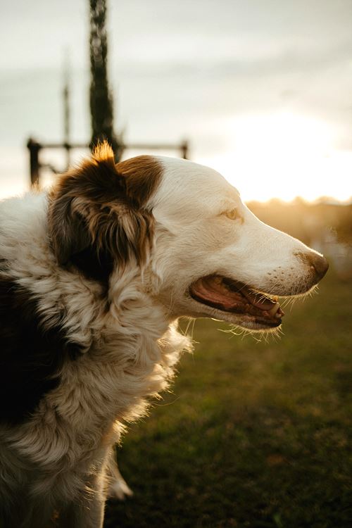 강아지 무는 행동 교정 방법