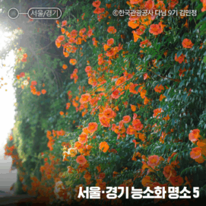 7월 서울 경기 능소화 명소 가볼만한곳 뚝섬한강공원, 북촌한옥마을, 행궁동, 희망대공원, 봉녕사