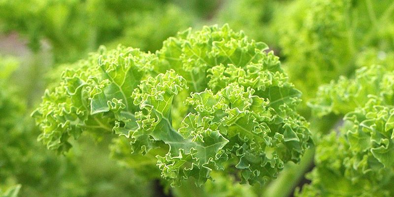 컬리케일(Curly Kale) 고르는 방법