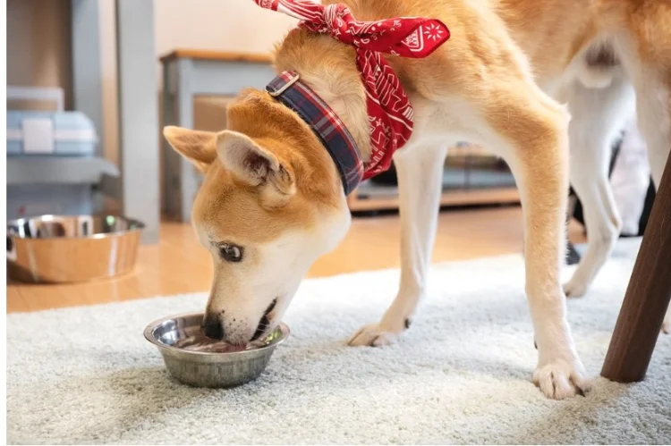 강아지가 밥을 안먹을때 이유 5가지 중요한 신…