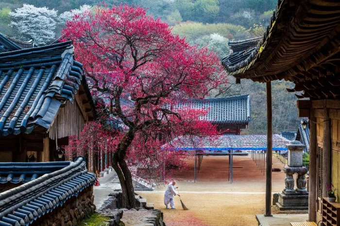 2026 구례 화엄사 홍매화 개화시기 방문전 알아야 할 꿀팁