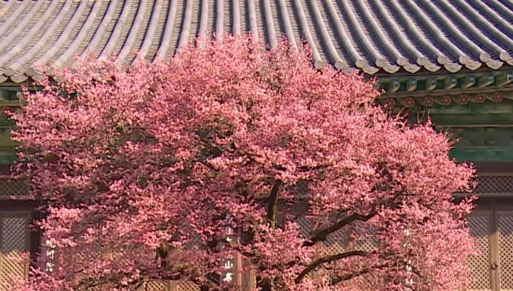 2026 통도사 홍매화 개화시기와 자장매 관람 꿀팁