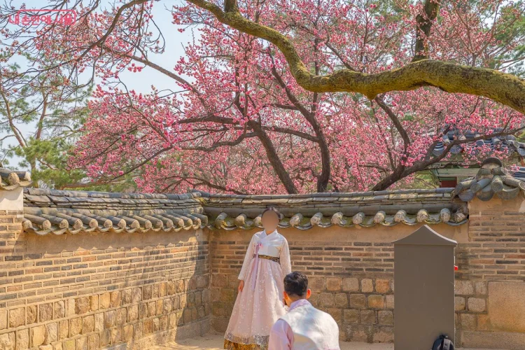 활짝핀 2026 홍매화 유명한곳 BEST 3 개화시기 총정리