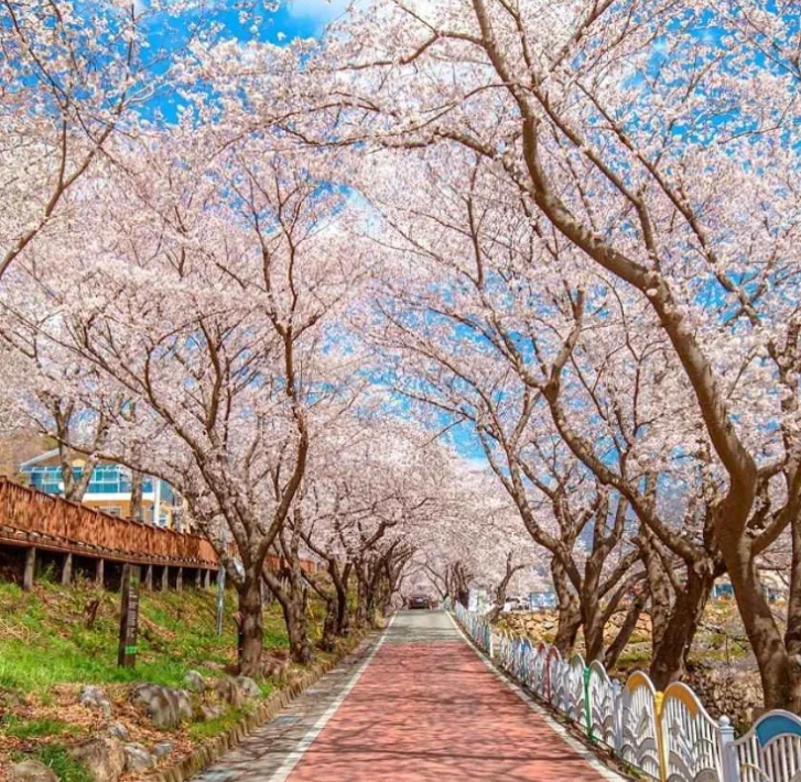 경남 하동 가볼만한곳 TOP7 벚꽃 축제 금오산 삼성궁까지