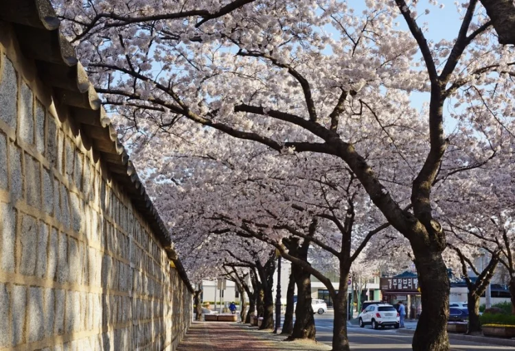 2026 경주 벚꽃축제 일정과 명소 5곳 당일치기 코스 추천