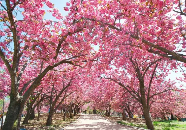 경주 불국사 왕벚꽃 만개