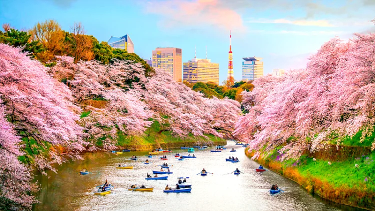 2026 일본 벚꽃 개화시기 | 벚꽃 명소와 여행 시 주의할 점