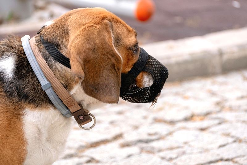 강아지가 무는 이유와 교정 방법 완벽 정리
